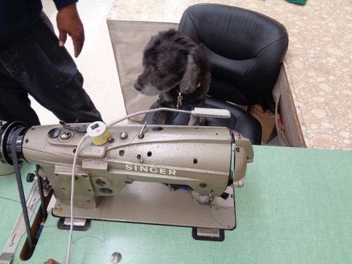 Izzy with Sewing Machine
